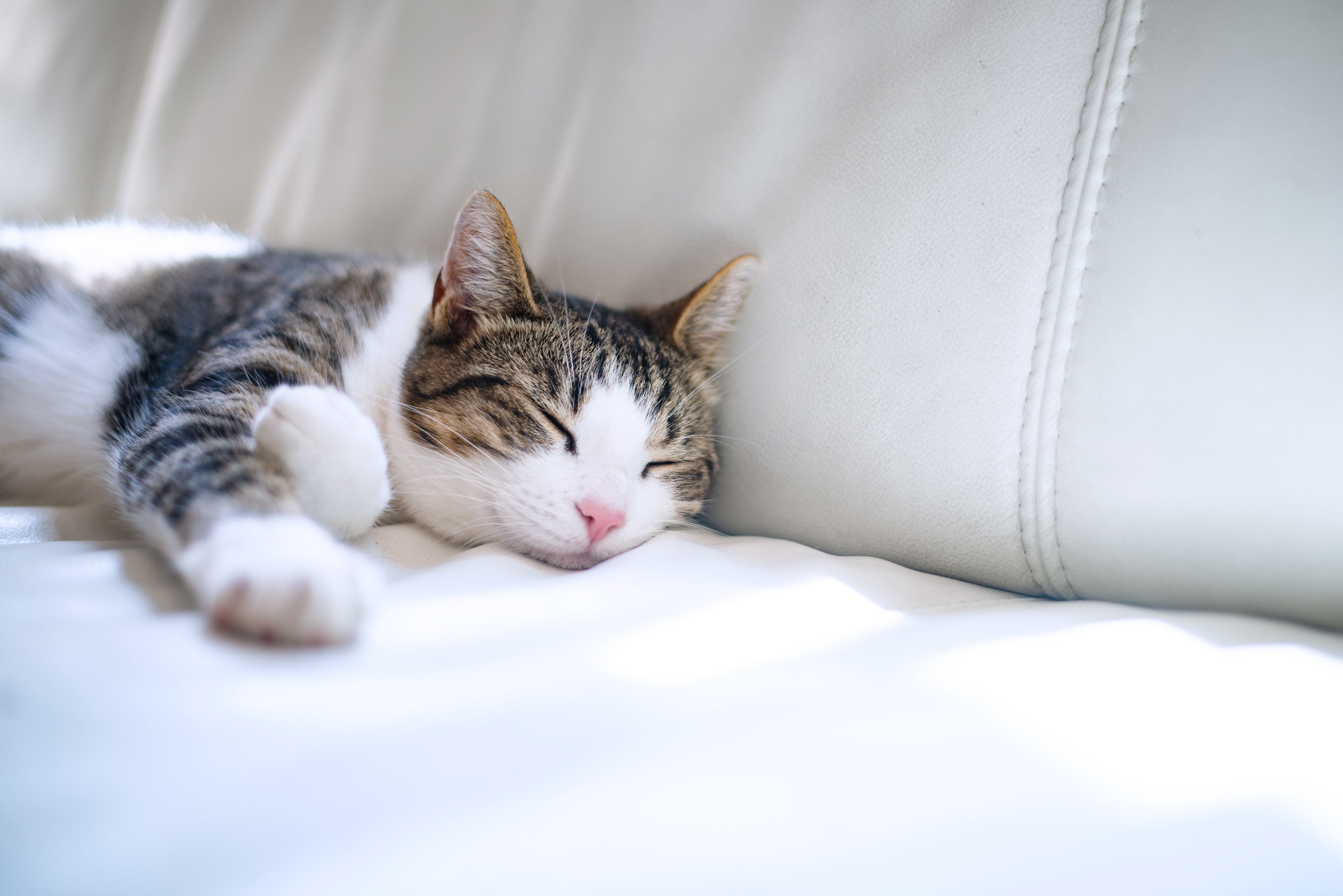 lounging-brown-and-white-tabby-cat.jpg